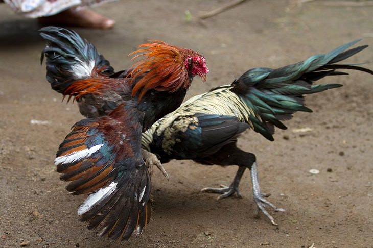 10 Animales Que Tuvieron Un Gran Impacto En La Historia Mundial  El gallo de pelea que dio fuerza a los antiguos soldados griegos