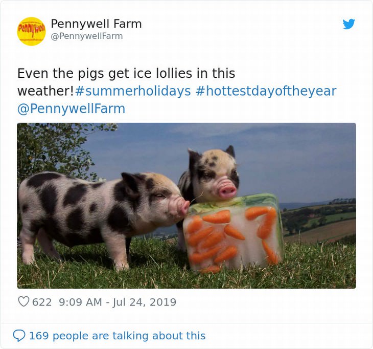 UK heatwave response funny piglets