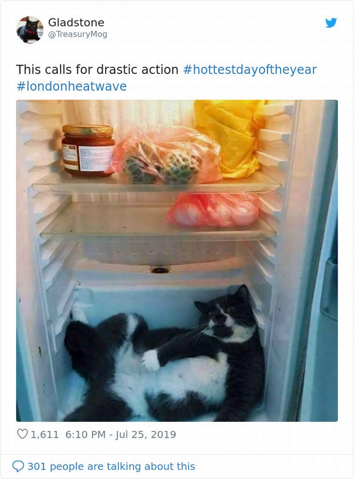 UK heatwave response funny cat in fridge