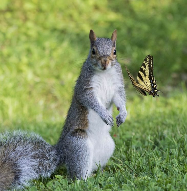 15 Fotografías De La Naturaleza Captadas Por Susan Hartman una ardilla contemplando una mariposa