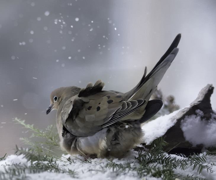 15 Fotografías De La Naturaleza Captadas Por Susan Hartman una paloma de luto