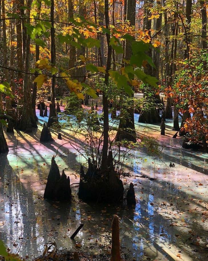 12. Las piscinas de arcoíris como esta a veces se pueden ver en pantanos y manglares. El arco iris es creado por los aceites liberados en el agua por los compuestos vegetales en descomposición.