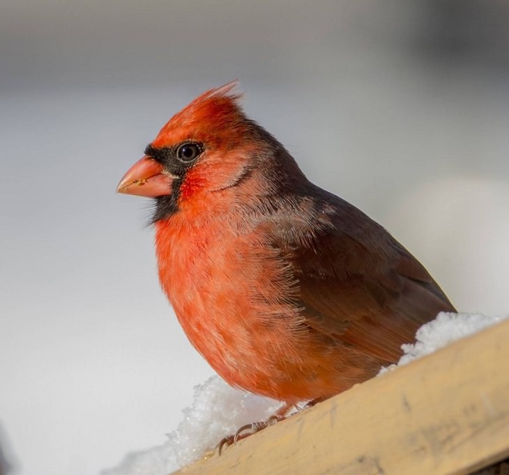 15 Fotografías De La Naturaleza Captadas Por Susan Hartman cardenal rojo