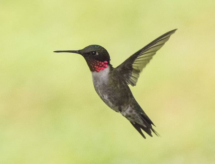 15 Fotografías De La Naturaleza Captadas Por Susan Hartman un bello colibrí