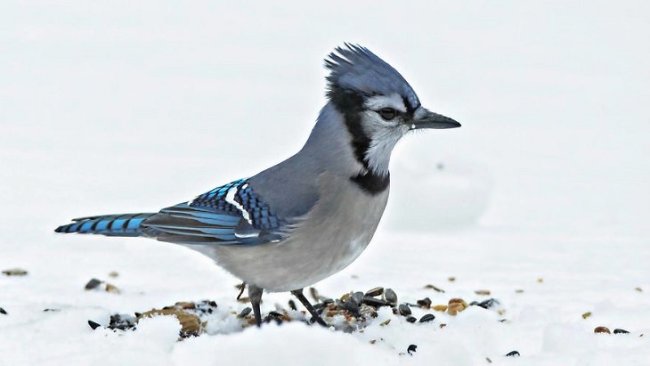 15 Fotografías De La Naturaleza Captadas Por Susan Hartman arrendajo azul en la nieve