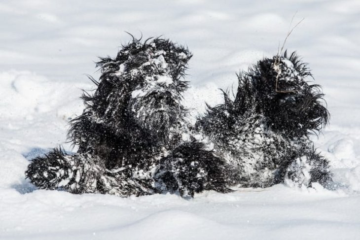 Fotos De Los Premios de Fotografía de Vida Silvestre De Comedia "El monstruo de la nieve" por Magdalena Strakova