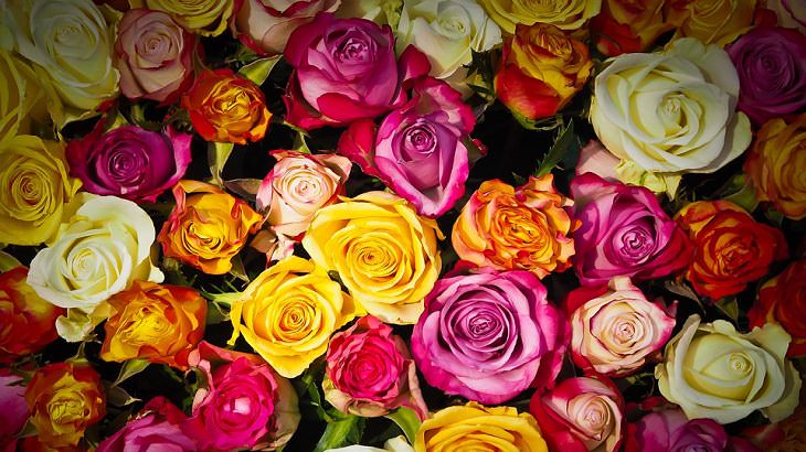 10 Espectaculares Flores Que Puedes Plantar En Tu Jardín Rosas