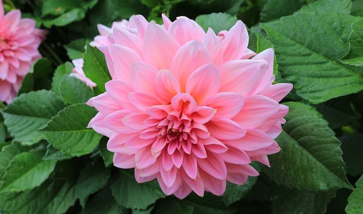 10 Espectaculares Flores Que Puedes Plantar En Tu Jardín Dalia