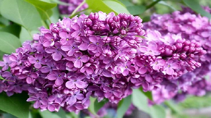 10 Espectaculares Flores Que Puedes Plantar En Tu Jardín Lila