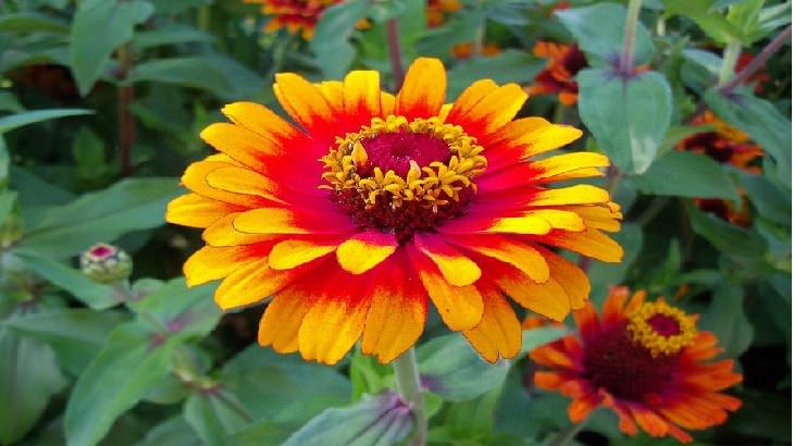 10 Espectaculares Flores Que Puedes Plantar En Tu Jardín  Zinnia
