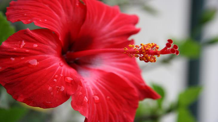10 Espectaculares Flores Que Puedes Plantar En Tu Jardín Hibisco