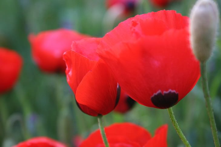 10 Espectaculares Flores Que Puedes Plantar En Tu Jardín Amapola