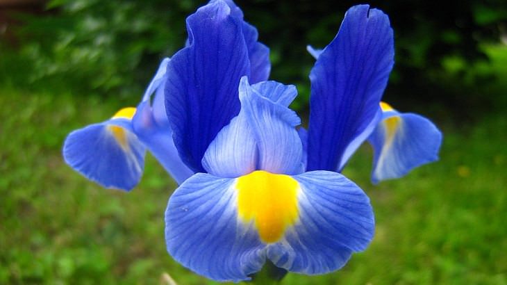 10 Espectaculares Flores Que Puedes Plantar En Tu Jardín Iris