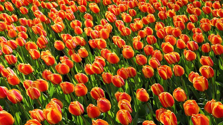 10 Espectaculares Flores Que Puedes Plantar En Tu Jardín  Tulipanes