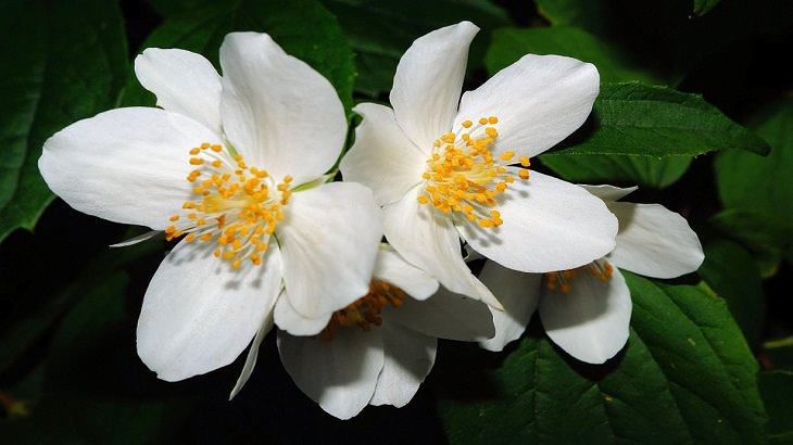 10 Espectaculares Flores Que Puedes Plantar En Tu Jardín Jazmín