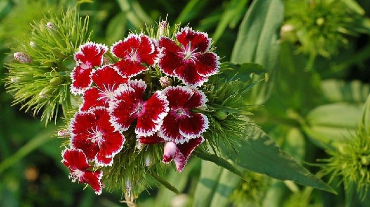 10 Espectaculares Flores Que Puedes Plantar En Tu Jardín Claveles