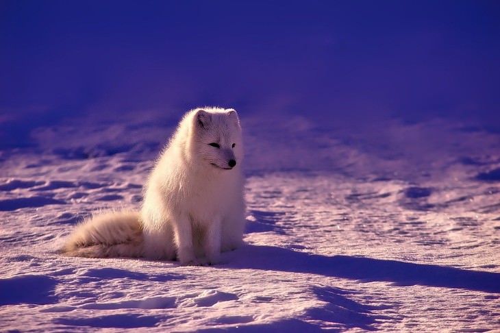5. Un zorro ártico en la nieve