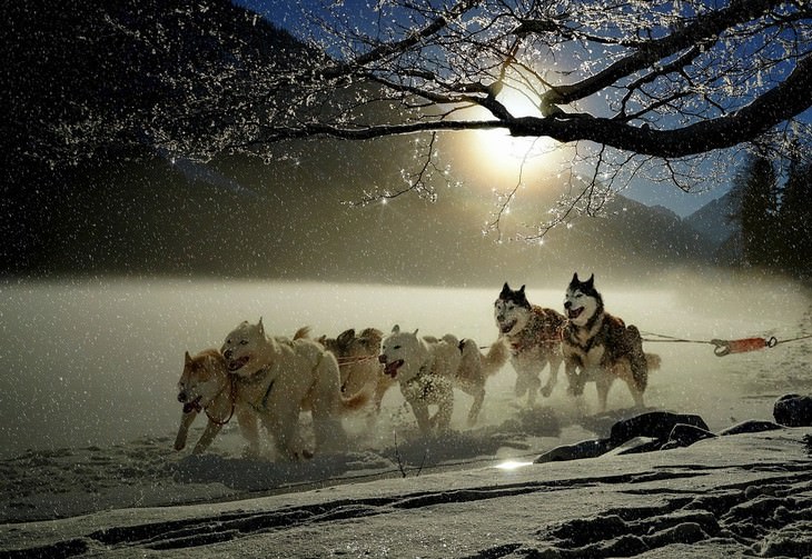 25. Huskies atravesando terreno nevado