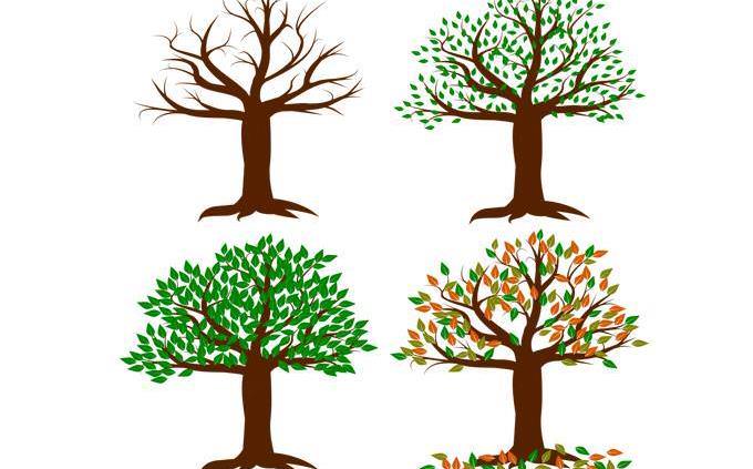 Drawings of a tree in all seasons