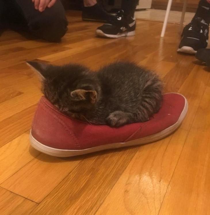 16 Imágenes Tiernas De Gatitos Que Derretirán Tu Corazón gatito en un zapato