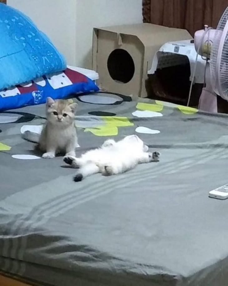 16 Imágenes Tiernas De Gatitos Que Derretirán Tu Corazón gatitos descansando en la cama