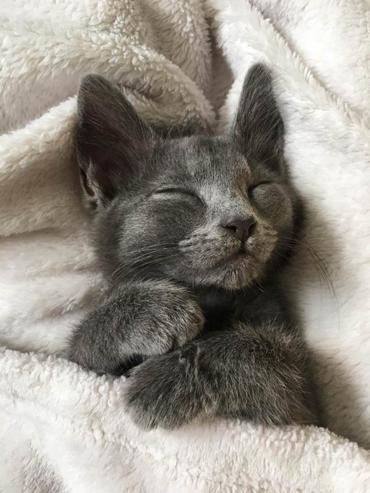 16 Imágenes Tiernas De Gatitos Que Derretirán Tu Corazón gatito gris durmiendo