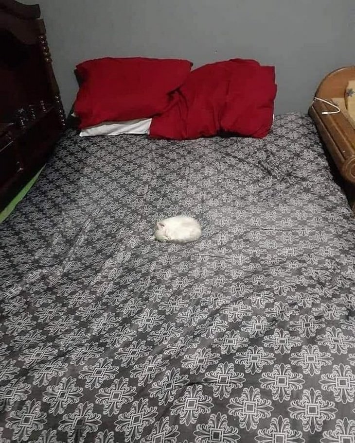 16 Imágenes Tiernas De Gatitos Que Derretirán Tu Corazón gatito durmiendo en la cama