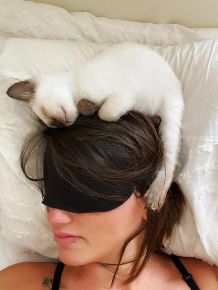 16 Imágenes Tiernas De Gatitos Que Derretirán Tu Corazón gatito blanco en la cabeza de su dueña