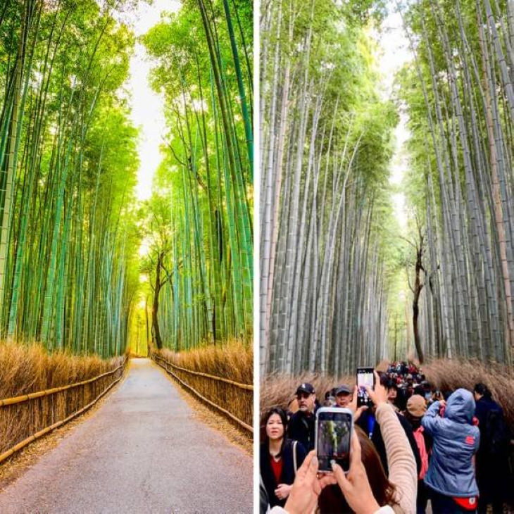 Expectativas Vs. Realidad Destinos Turísticos Bosque de bambú de Sagano, Kyoto, Japón