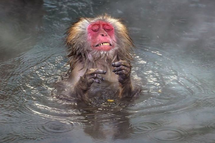Fotos De Los Premios De Comedia De La Vida Silvestre mono en el agua