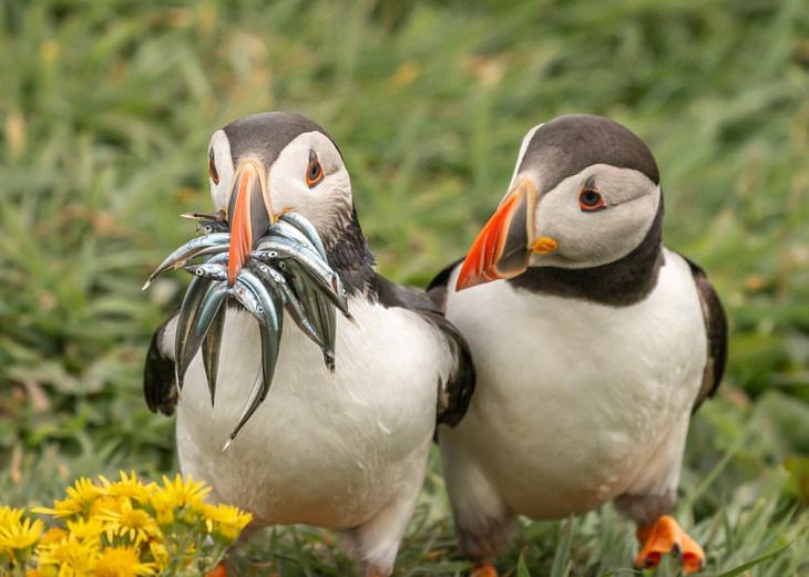 Fotos De Los Premios De Comedia De La Vida Silvestre pingüinos