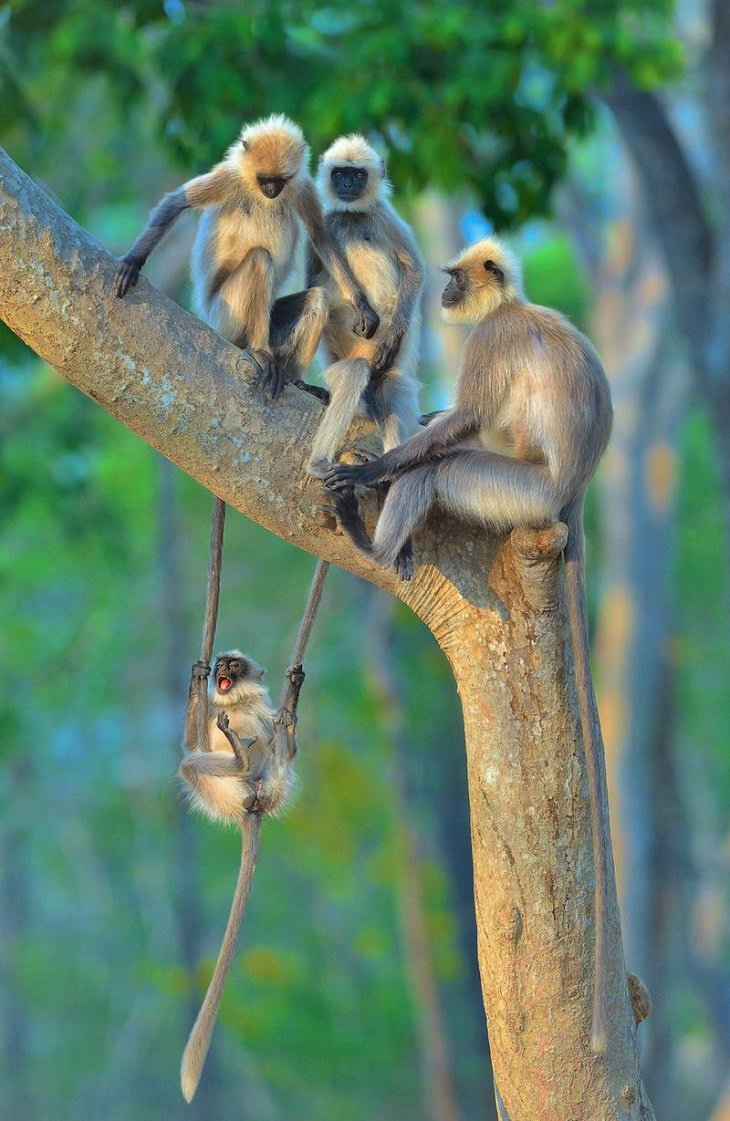 Fotos De Los Premios De Comedia De La Vida Silvestre monos juntos
