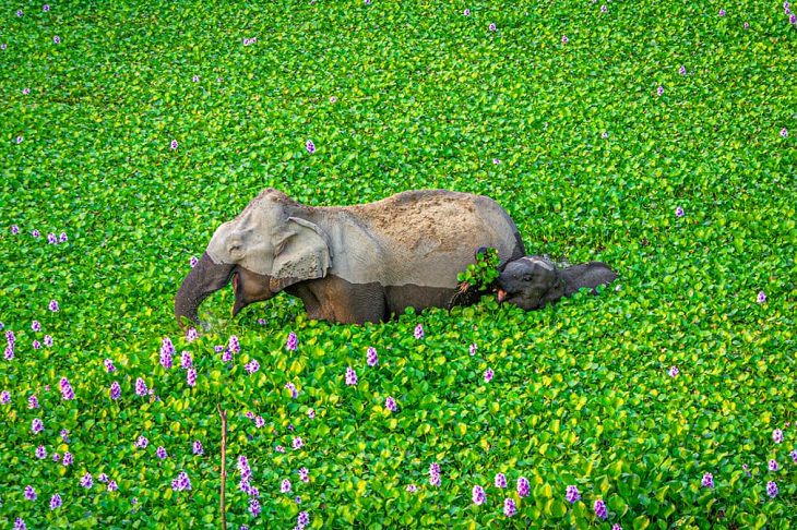 Fotos De Los Premios De Comedia De La Vida Silvestre elefantes