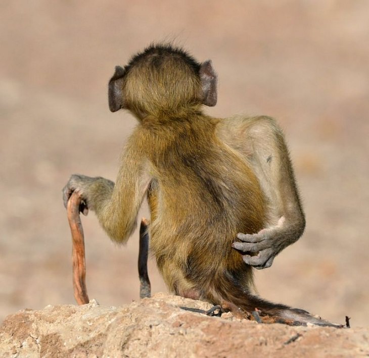 Fotos De Los Premios De Comedia De La Vida Silvestre mono rascándose la espalda