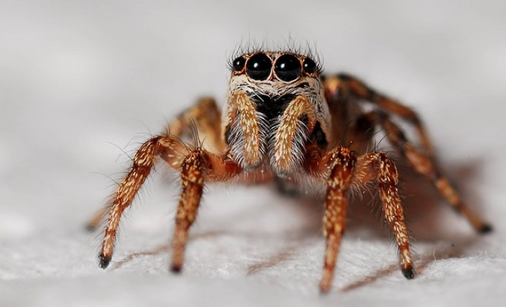 Datos Escalofriantes Tenemos malas noticias para aquellos que le tienen miedo a las arañas
