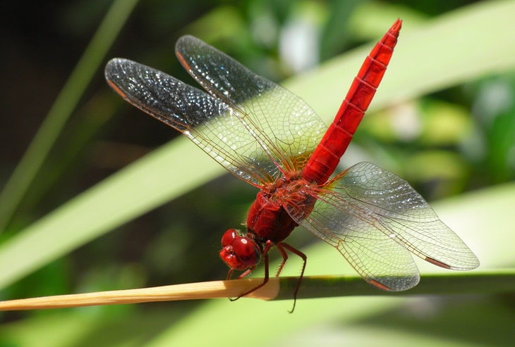 Datos Escalofriantes Enormes libélulas alguna vez habitaron la tierra