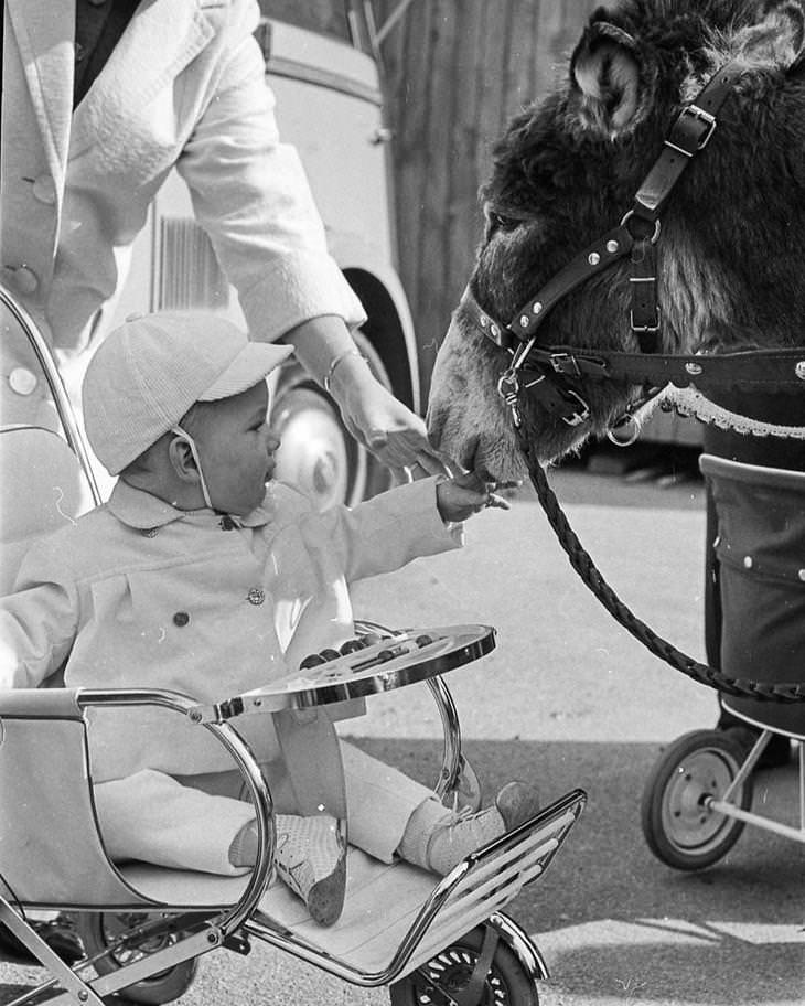 23 Fotografías Callejeras Del Siglo XX Que Te Dejarán Asombrado niño acariciando un burro