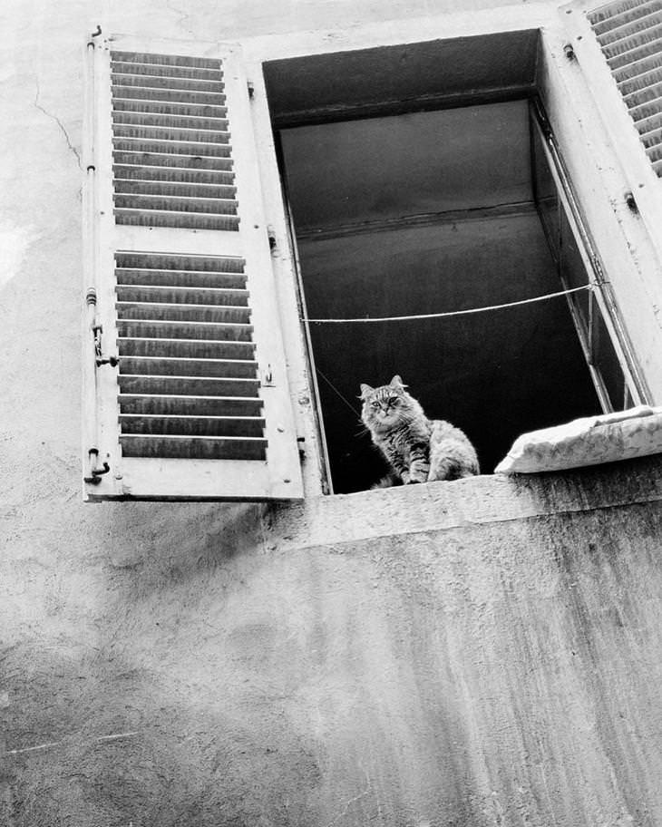 23 Fotografías Callejeras Del Siglo XX Que Te Dejarán Asombrado gato mirando por la ventana