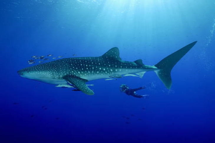 12 Fotografías Que Te Harán Sentir Realmente Pequeño tiburón