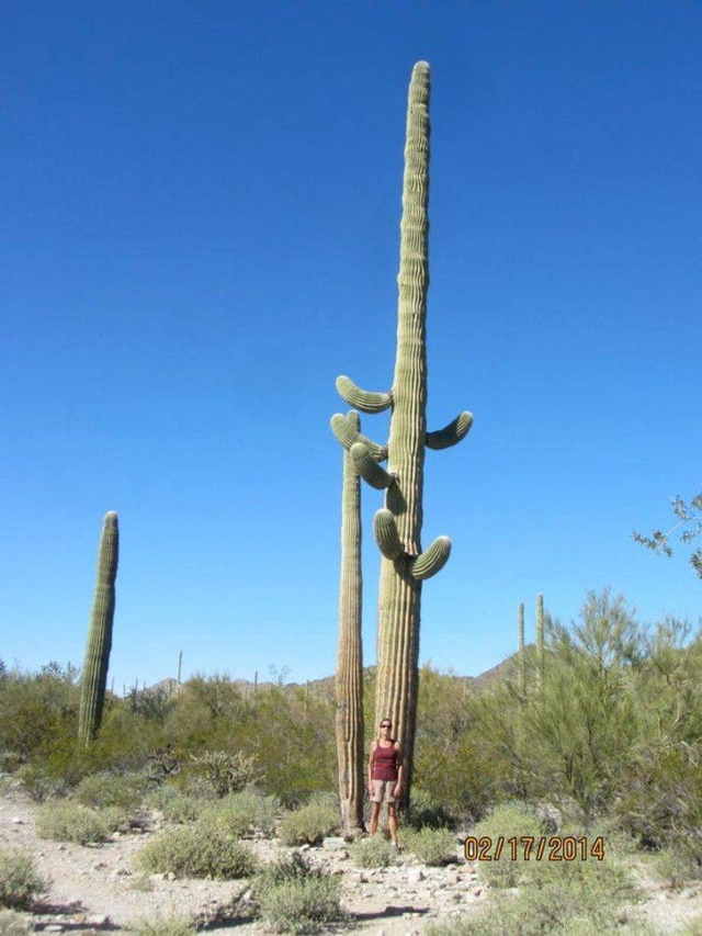12 Fotografías Que Te Harán Sentir Realmente Pequeño  cactus