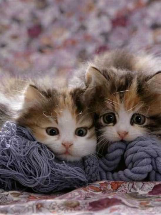 fotos gatitos adorables