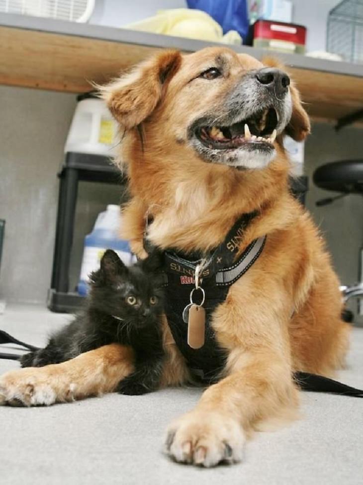17 Conmovedoras Fotos De Perros Ancianos perro ayudante de gatos