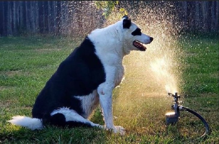 17 Conmovedoras Fotos De Perros Ancianos perro mojado por aspersor