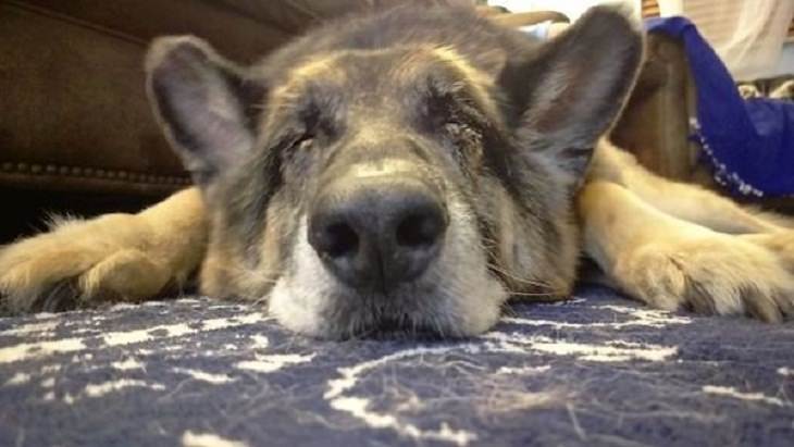 17 Conmovedoras Fotos De Perros Ancianos perro ciego