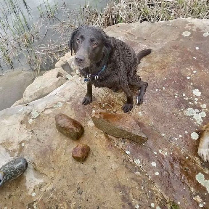 17 Conmovedoras Fotos De Perros Ancianos perra saca rocas del lago