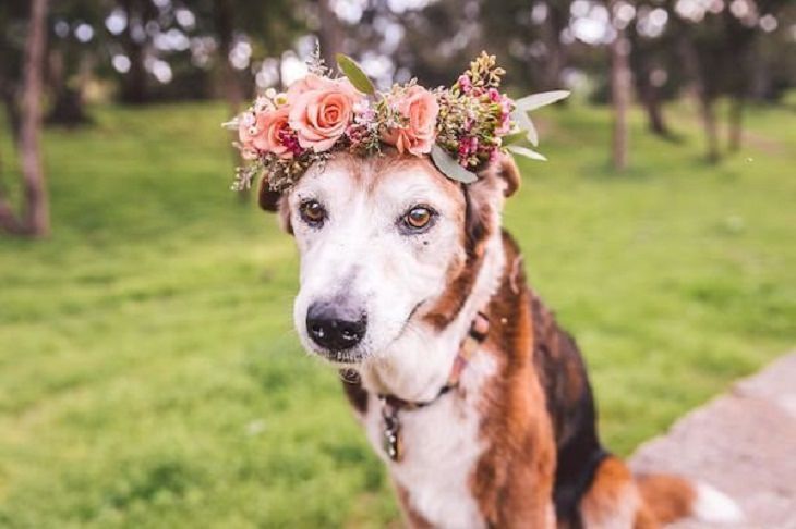 17 Conmovedoras Fotos De Perros Ancianos perra con flores en la cabeza