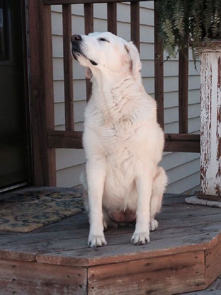 17 Conmovedoras Fotos De Perros Ancianos perra de 17 años sorda
