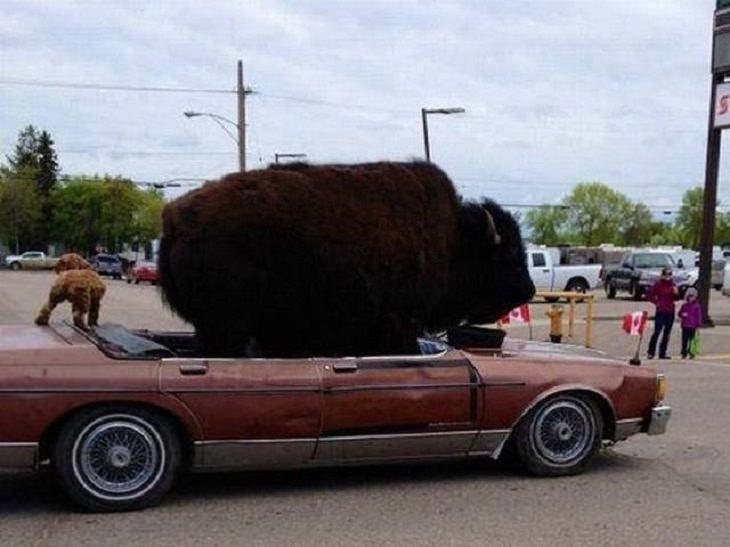 Hilarious pictures that could only be taken in Canada, car with bison in it