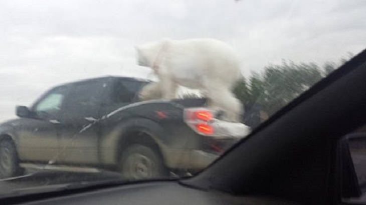 Hilarious pictures that could only be taken in Canada, polar bear climbing on a car