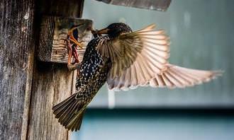 Bird feeding its young
